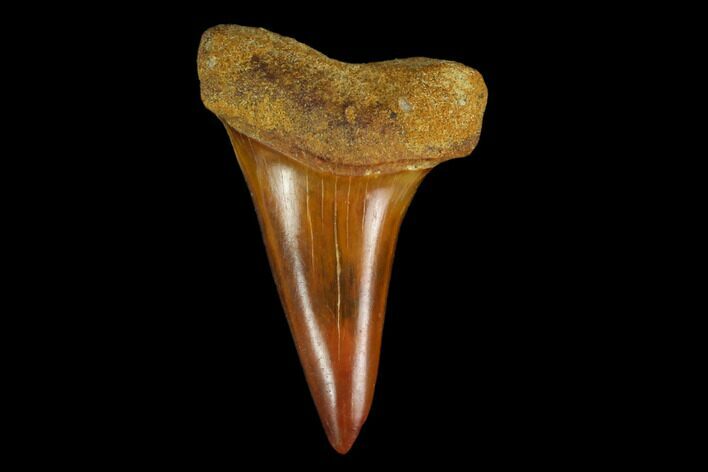 Colorful Mako/White Shark Tooth Fossil - Sharktooth Hill, CA #113949